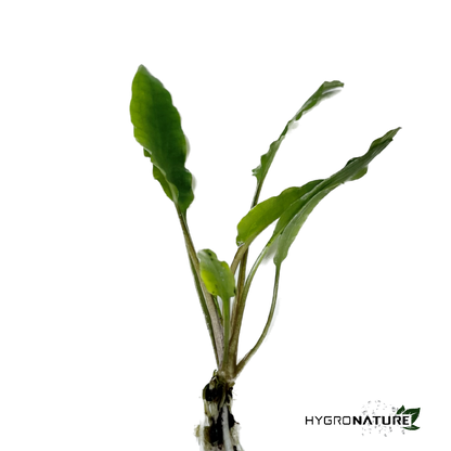 Cryptocoryne Green Gecko