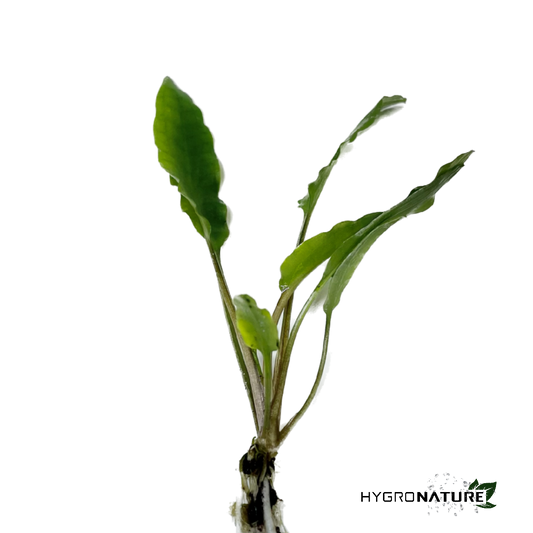 Cryptocoryne Green Gecko