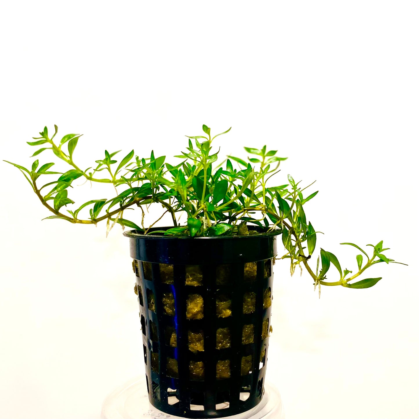 Ludwigia Arcuata Pot