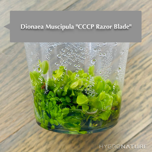 Dionaea Muscipula「CCCP Razor Blade」組織培養ハエトリグサ