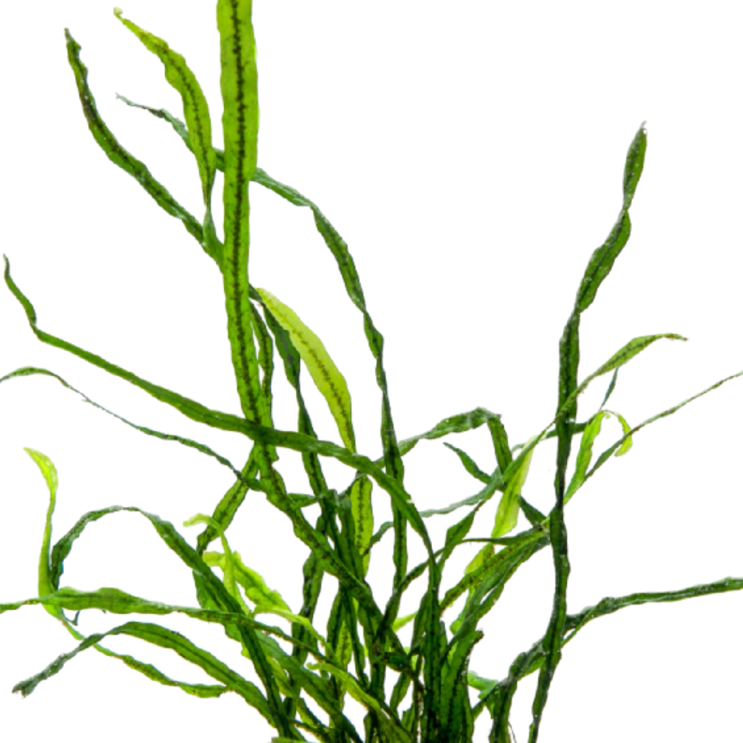 Java Leaf Java Fern Needle Leaf Pot – HYGRONATURE