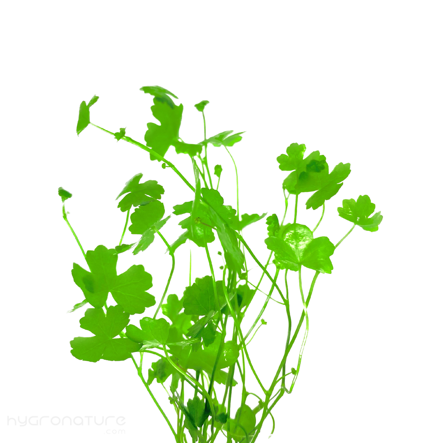 Hydrocotyle Tripartita Japan (SNAIL FREE) Japanese Pennywort