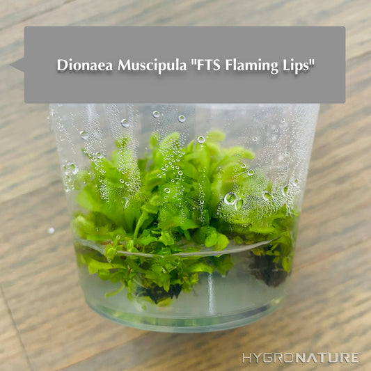 Dionaea Muscipula「FTS Flaming Lips」組織培養ハエトリグサ
