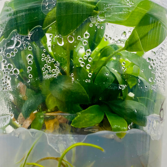 Anubias Gigantea Tissue Culture