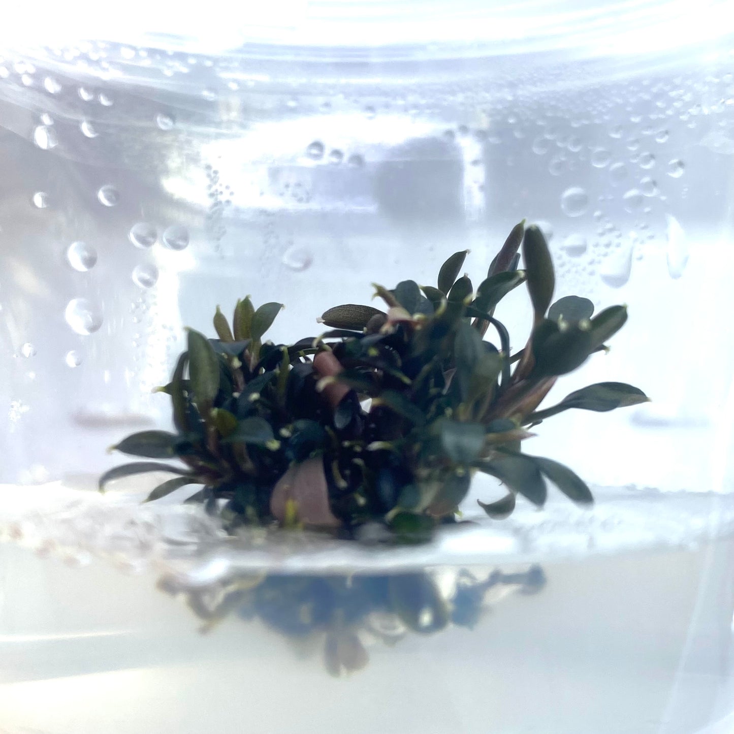 Bucephalandra Ghost 2011 Tissue Culture