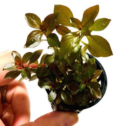 Ludwigia Ovalis Pot