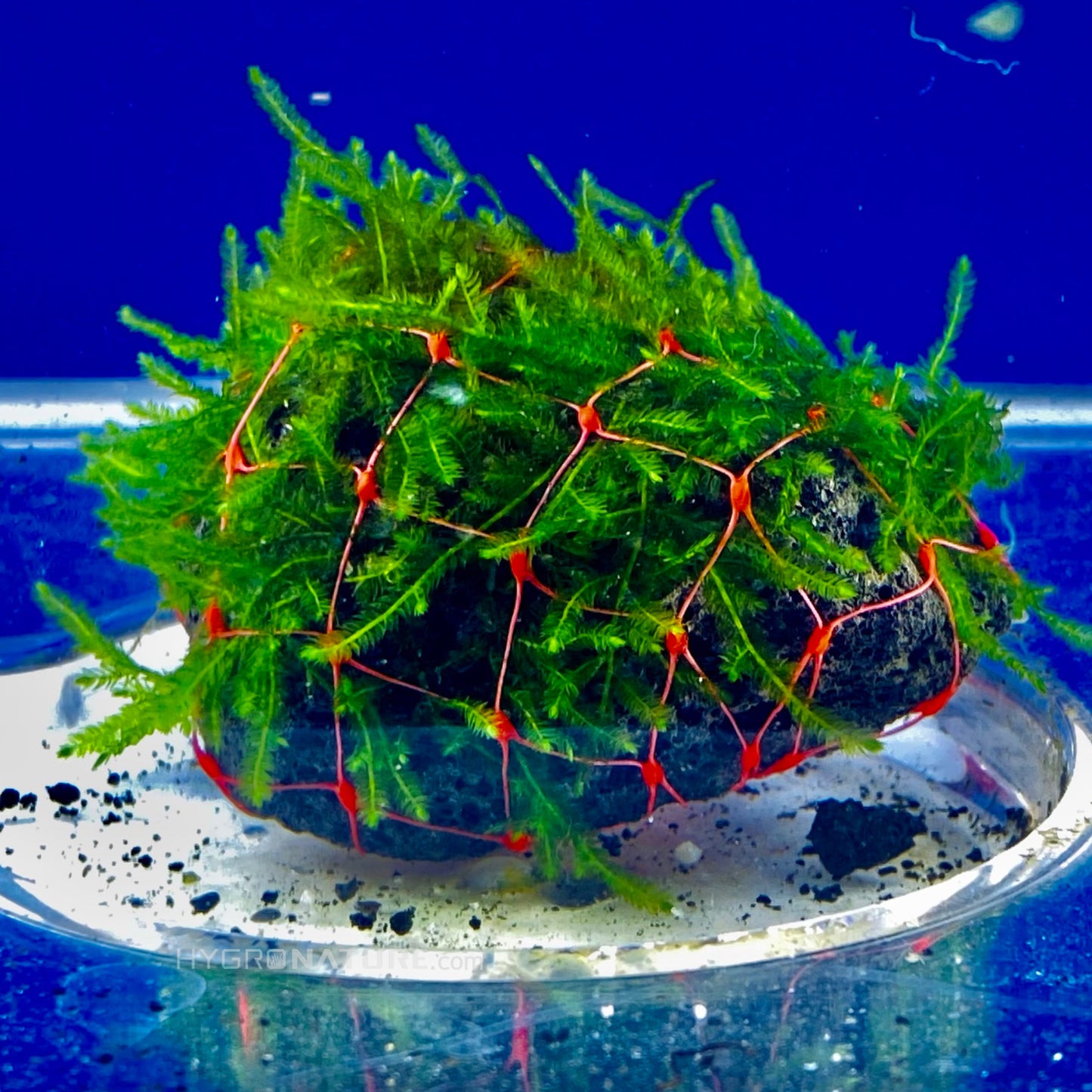 Aqutic Moss on Lava Rock , Java, Taiwan, Flame, string and Christmas