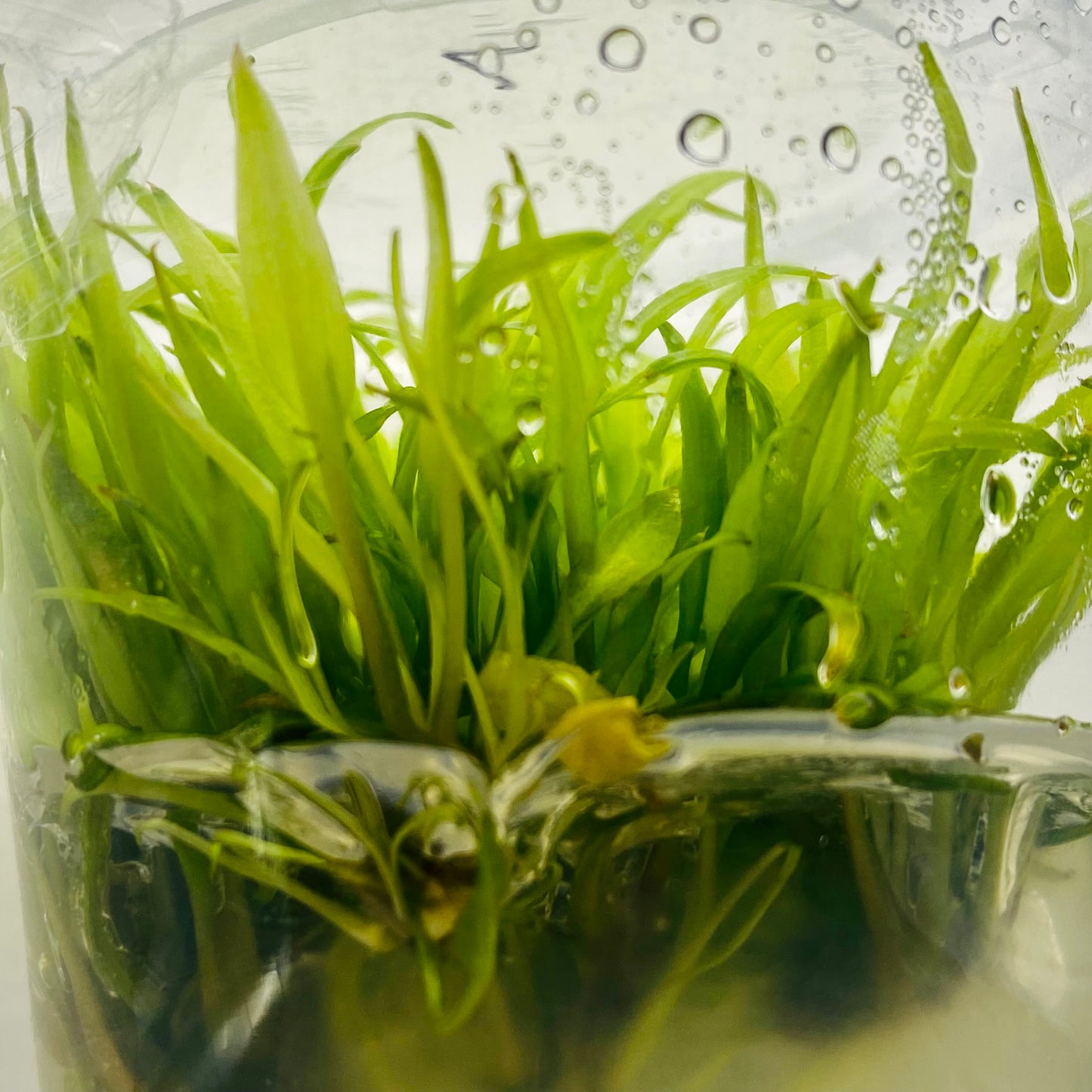 Cultivo de tejido verde Cryptocoryne Wendtii
