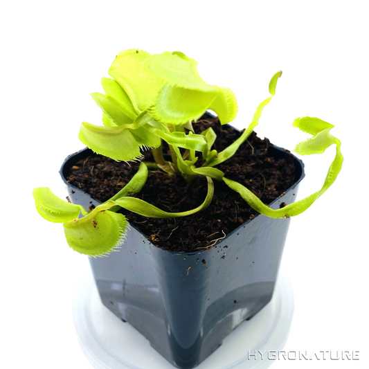 Dionaea Muscipula "Polish Dracula" Venus Flytrap - Live Carnivorous Plant