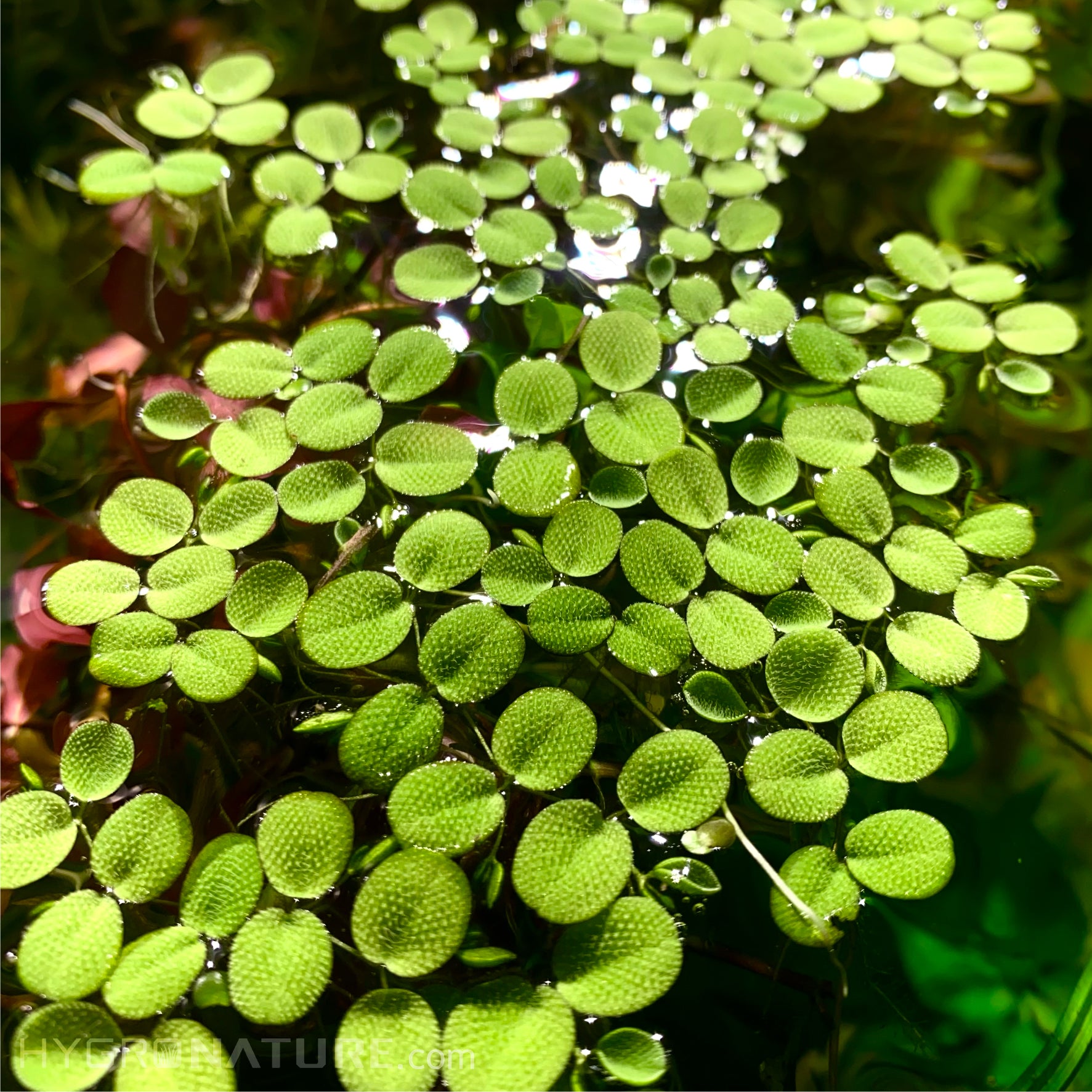 floating indoor plants Water Spangles (Salvinia Minima) Aquatic Floating plant Grown indoor