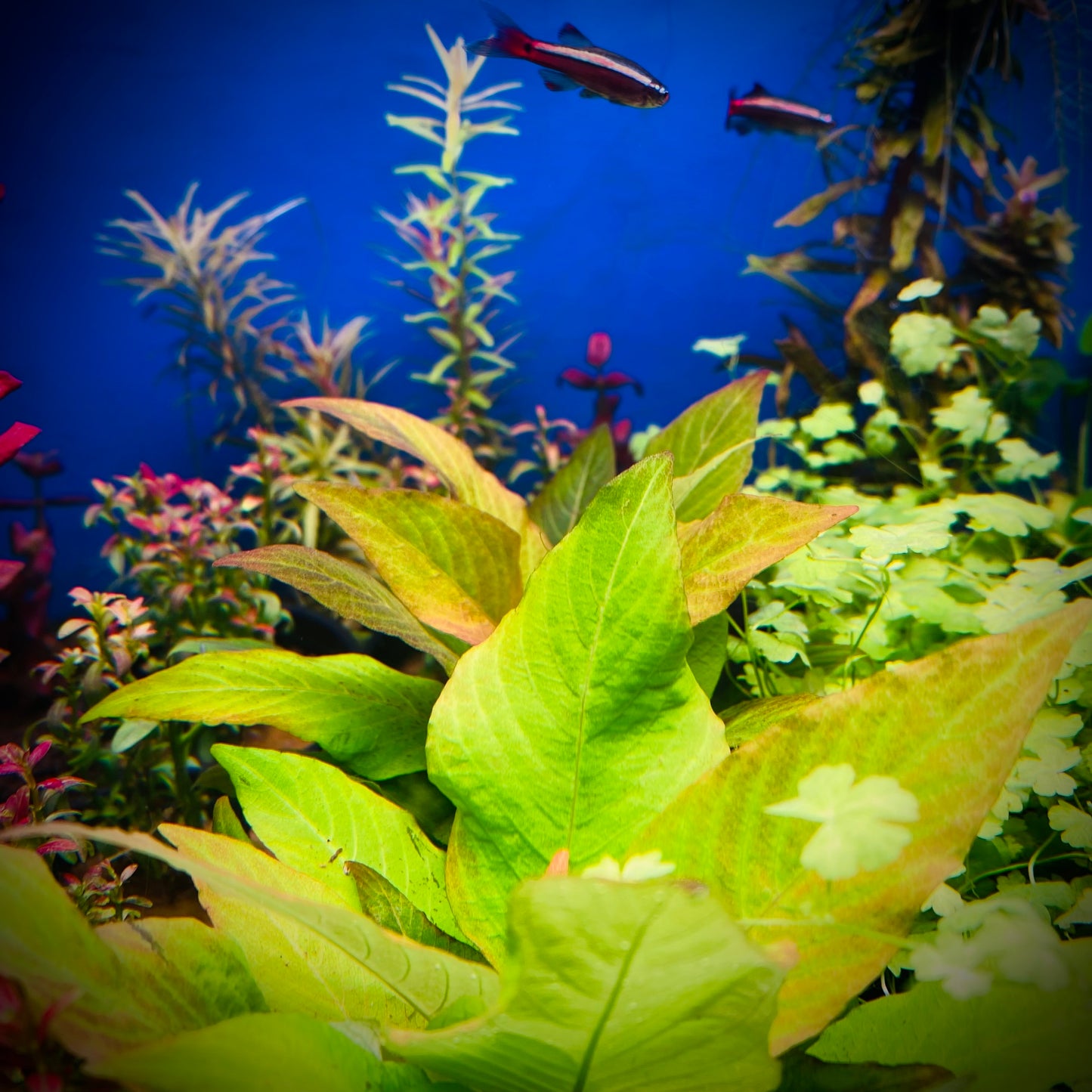 Hygrophila Corymbosa 'Compacta' Pot