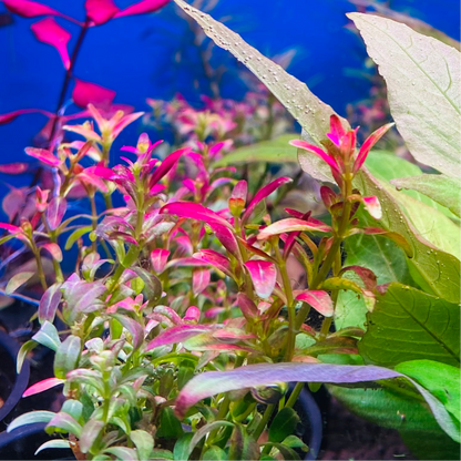 Rotala ramosior 'Florida' Pot