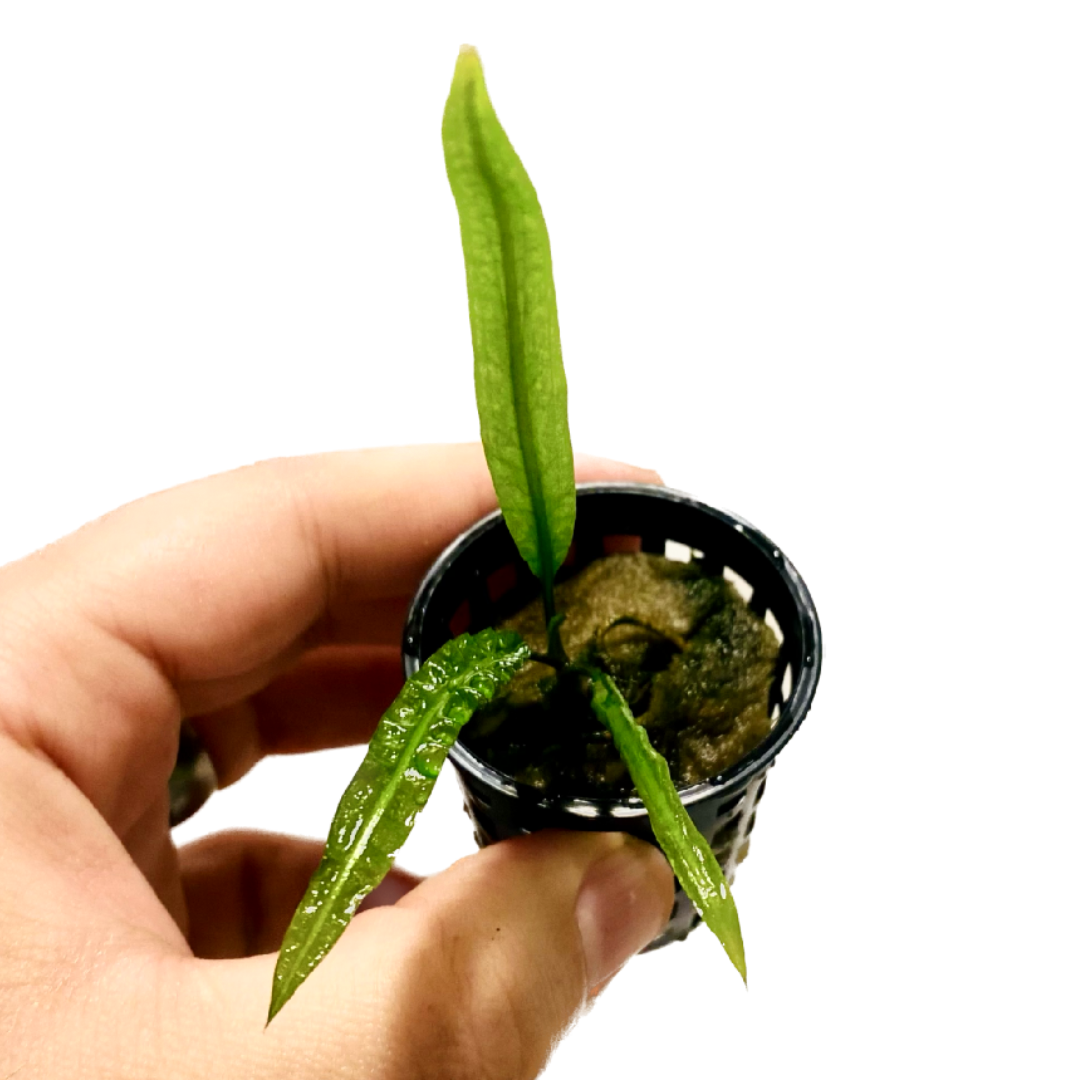 Cryptocoryne Crispatula var. 'balansae' Pot