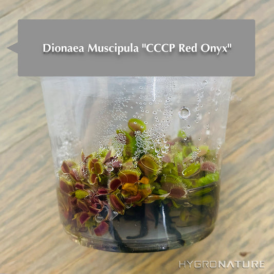 Dionaea Muscipula "CCCP Red Onyx" Carnivorous Plant Tissue Culture Venus Flytrap