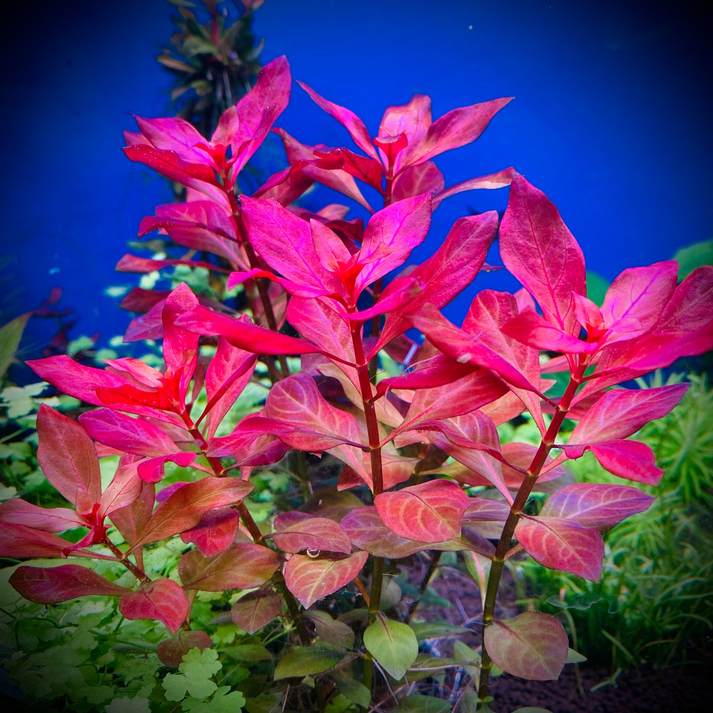 Ludwigia Ovalis Pot