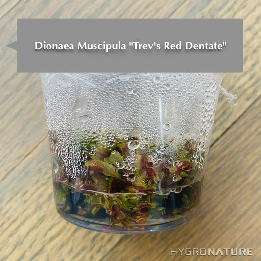 Dionaea muscipula "Trev's Red Dentate" Cultivo de tejido Venus atrapamoscas