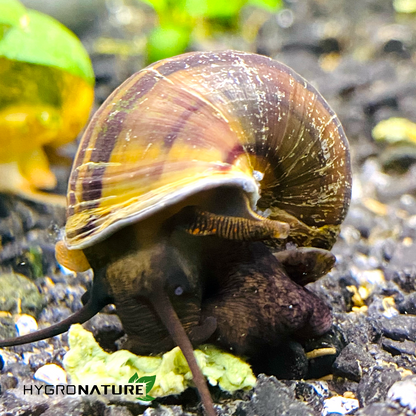 AQUAGEX all natural aquatic Snail and Shrimp food