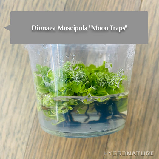 Dionaea Muscipula「ムーントラップ」組織培養ハエトリグサ