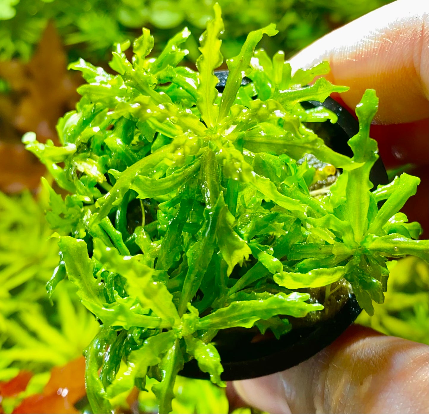 Pogostemon Helferi Potted