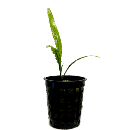 Cryptocoryne Crispatula var. 'balansae' Pot