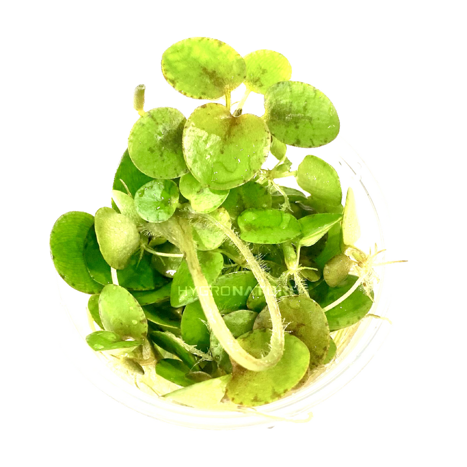 Care Guide: Bacopa salzmannii Purple – HYGRONATURE