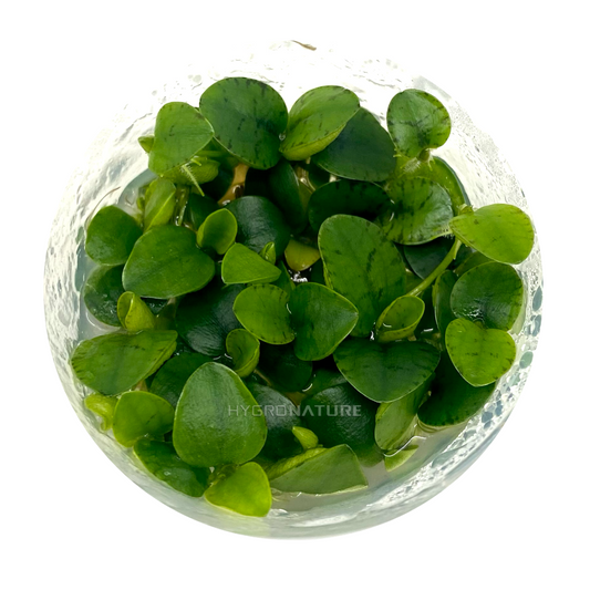 Amazon Frogbit Tissue Culture (Limnobium Laevigatum) HYGRONATURE