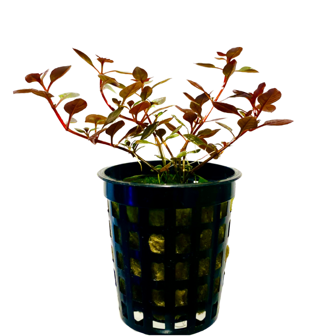 Ludwigia Super Red Mini Pot