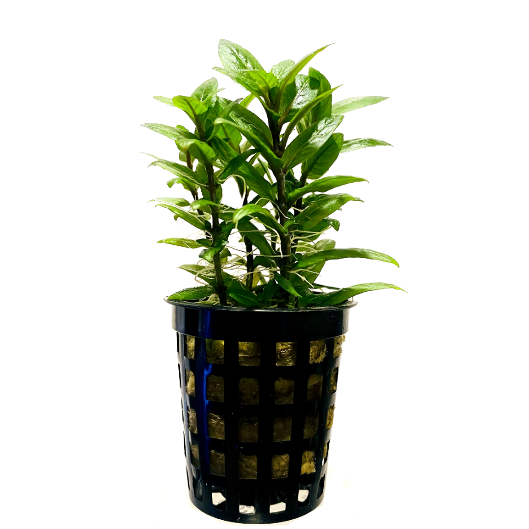 Staurogyne Repens Potted SRP