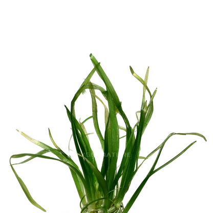 Dwarf Sagittaria Subulata (SNAIL FREE)