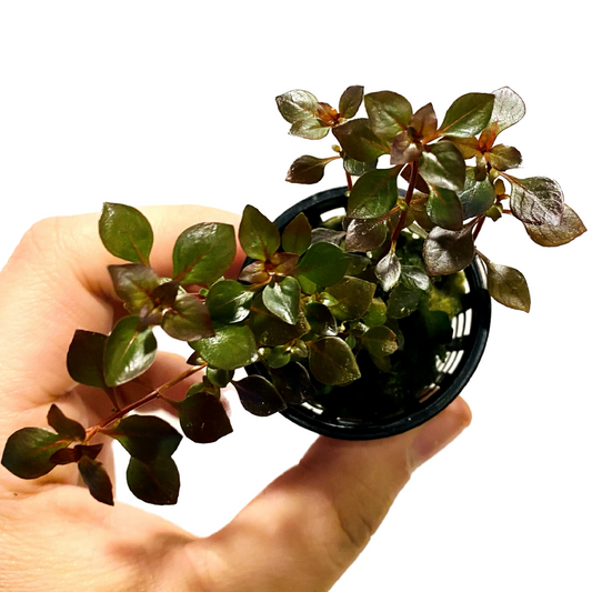 Ludwigia Super Red Mini Pot