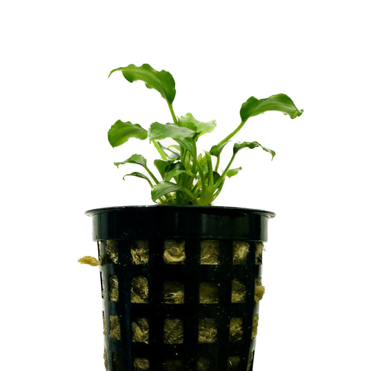 Schismatoglottis Prietoi Potted