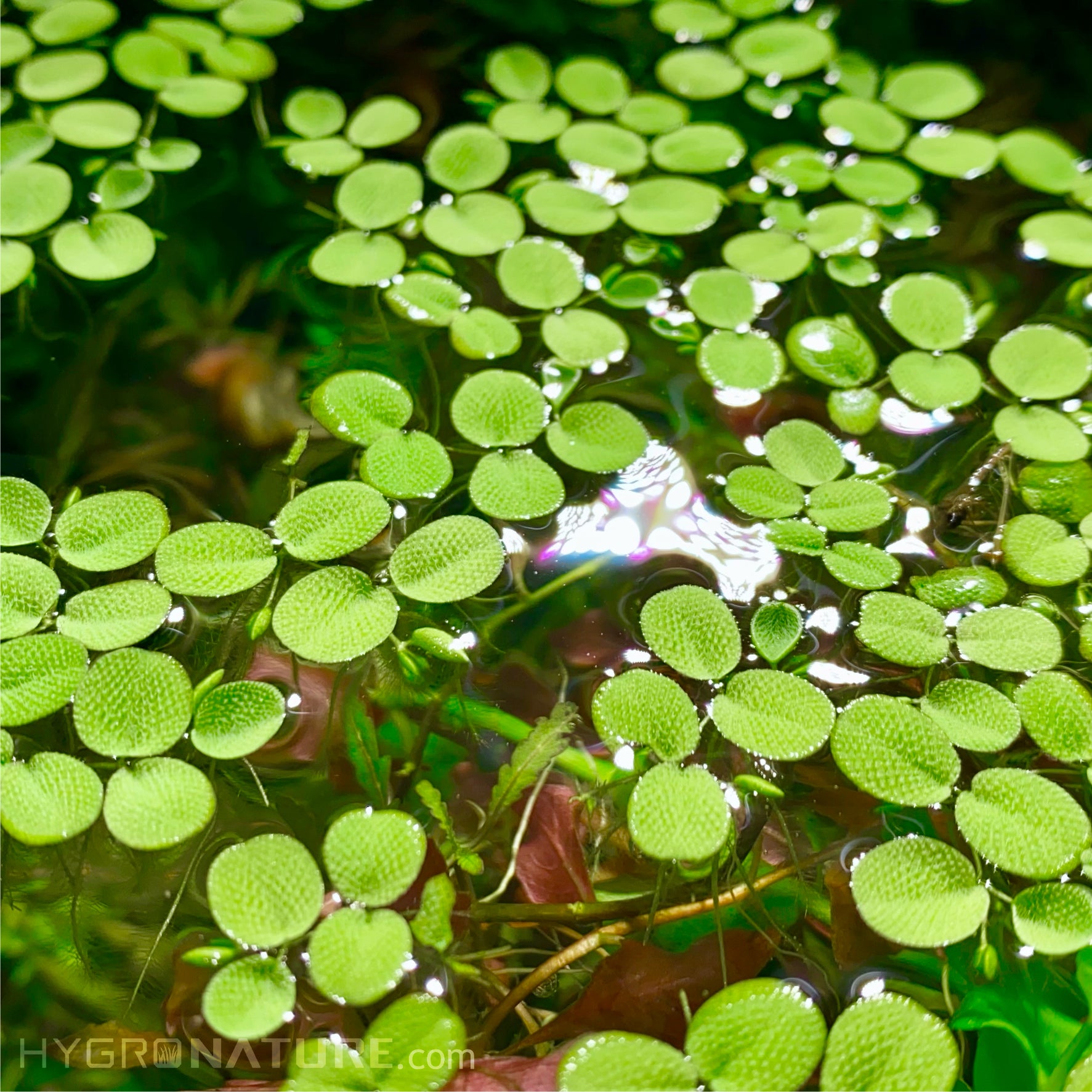 Water Spangles (Salvinia Minima) Aquatic Floating plant Grown indoor ...