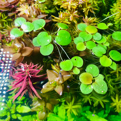 Amazon Frogbit - Limnobium Laevigatum Floating Aquatic plant Grown Indoor