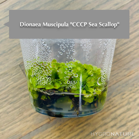 Dionaea Muscipula「CCCP シー スカロップ」組織培養ハエトリグサ