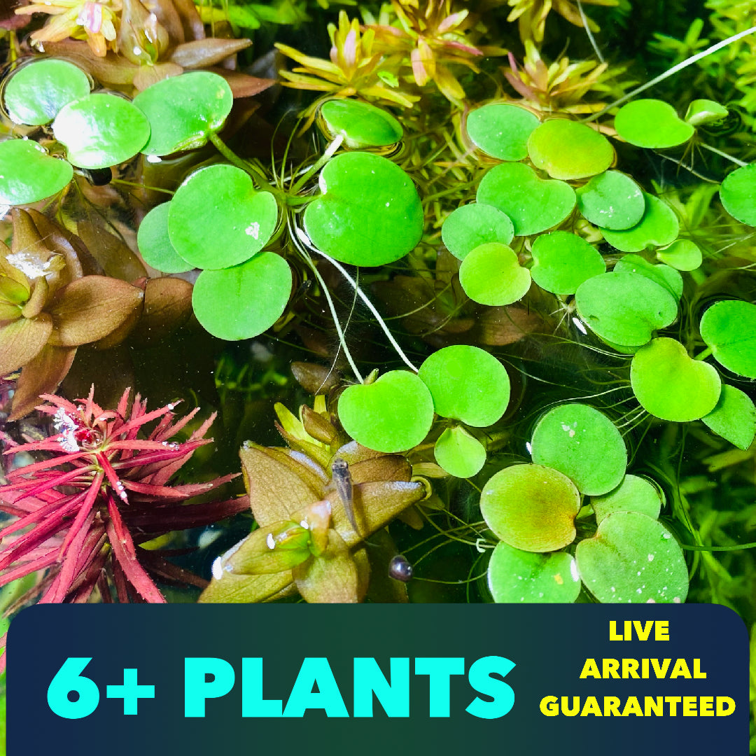 Amazon Frogbit - Limnobium Laevigatum Floating Aquatic plant Grown Indoor