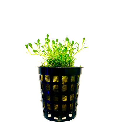 Glossostigma Elatinoides Pot