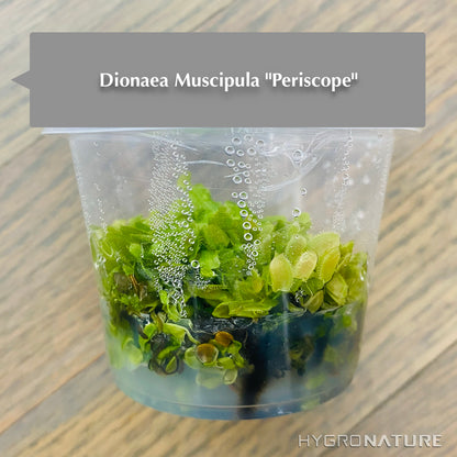 Dionaea Muscipula "Periscope" Cultivo de tejido Venus atrapamoscas