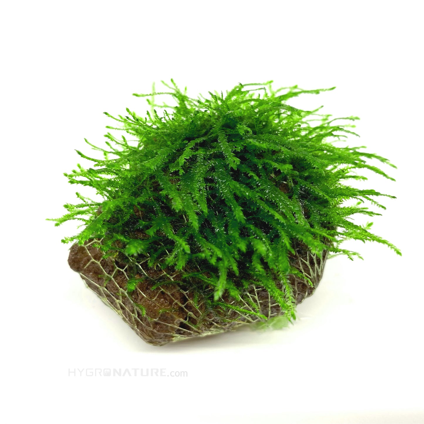 Aqutic Moss on Lava Rock , Java, Taiwan, Flame, string and Christmas