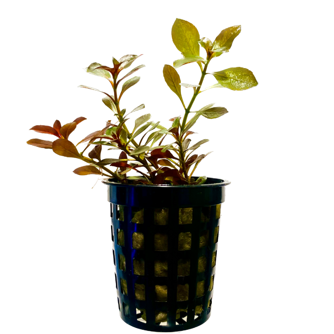 Ludwigia Ovalis Pot