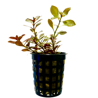 Ludwigia Ovalis Pot