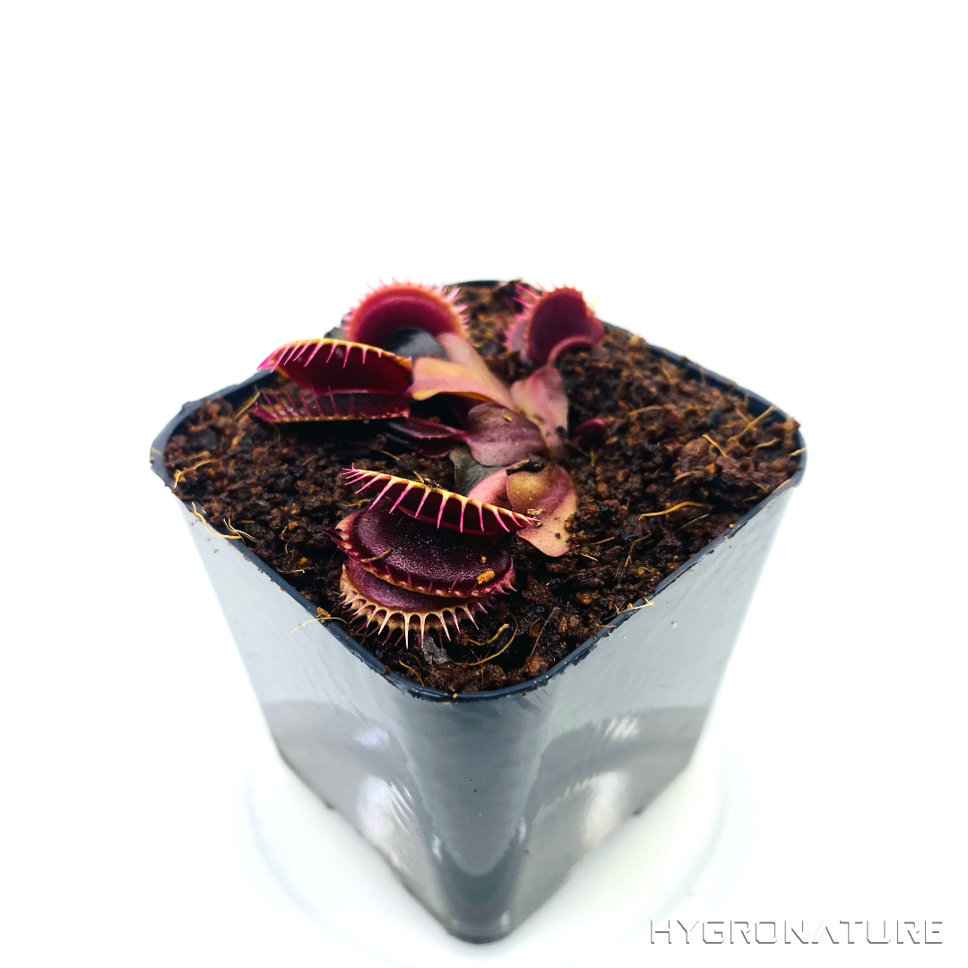 Plantas carnívoras vivas Dionaea muscipula "FTS Maroon Monster" Venus atrapamoscas