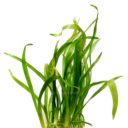 Dwarf Sagittaria Subulata (SNAIL FREE)