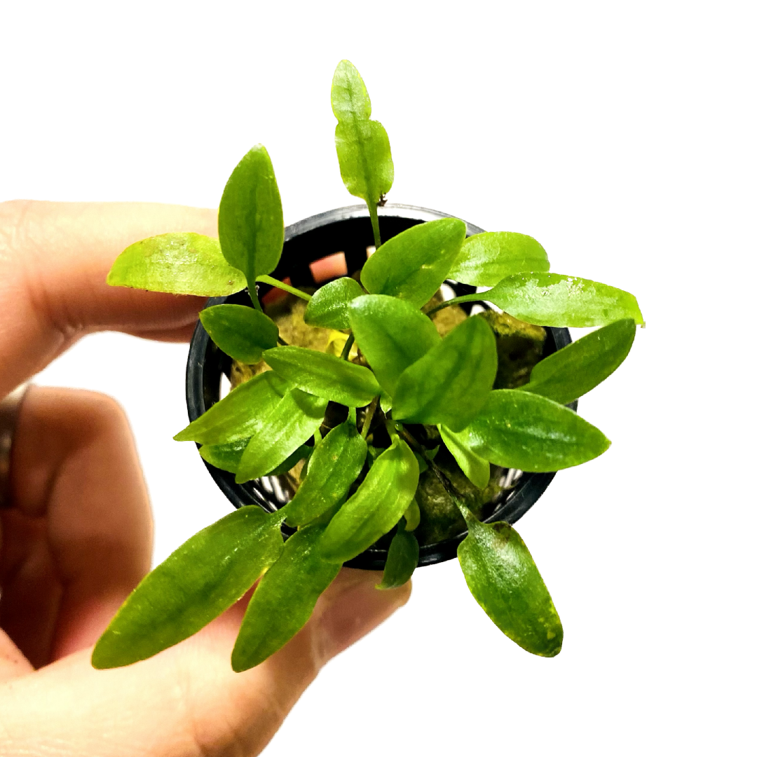 Cryptocoryne Green Gecko Pot – HYGRONATURE
