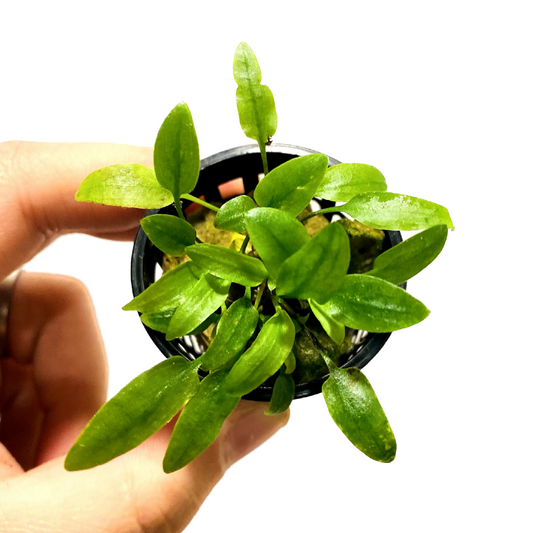 Olla Gecko Verde Cryptocoryne - HN 117