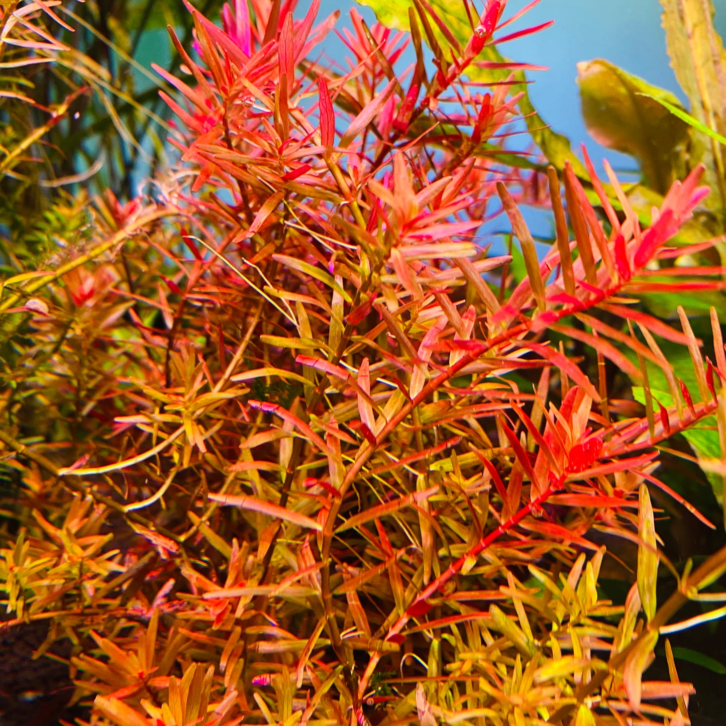 Rotala H'Ra Tissue Culture