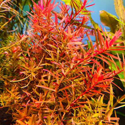 Cultivo de tejido Rotala H'ra