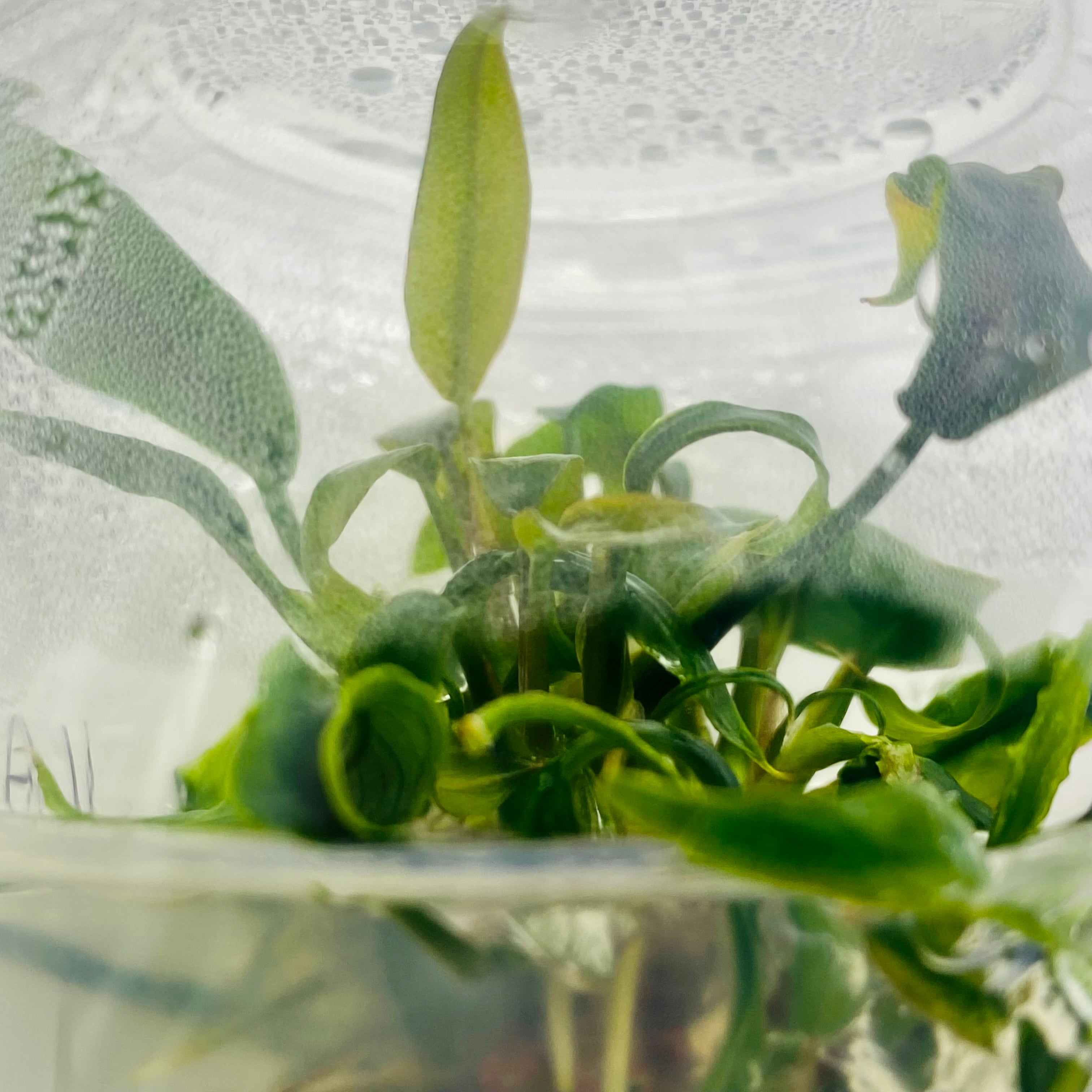 Care Guide: Cryptocoryne Flamingo AKA Crypt Pink Flamingo – HYGRONATURE