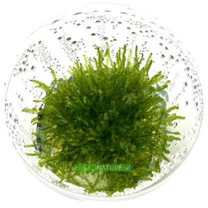 Taiwan Moss Tissue Culture ( Taxiphyllum Alternans / mini weeping moss )