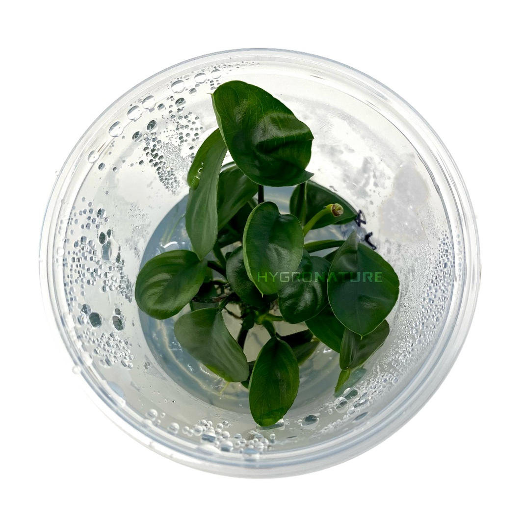 Care Guide: Bacopa salzmannii Purple – HYGRONATURE