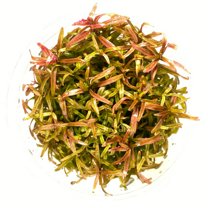 Cultivo de tejido Rotala H'ra